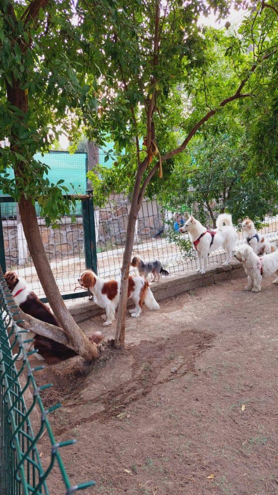 Köpek eğitim alanımız