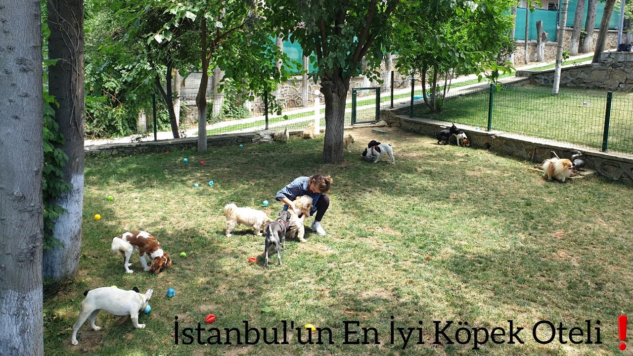 Köpek Otelindeki Sevimli Misafirlerimizin Keyifli Anları!